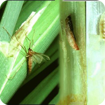 Small Paddy Insect Paddy | Tropical Agro