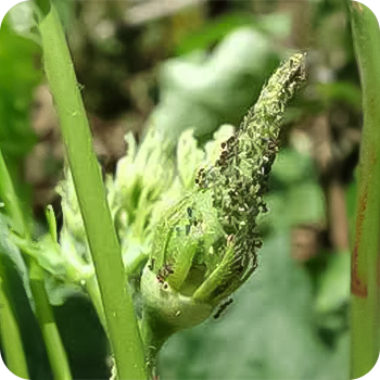 Okra | Tropical Agro